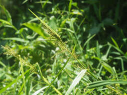 Image of Scleria terrestris (L.) Fassett