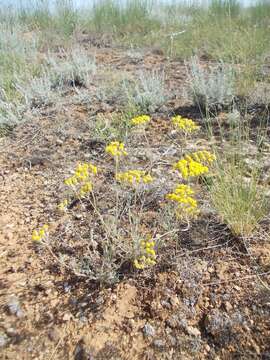 Image of Achillea leptophylla Bieb.