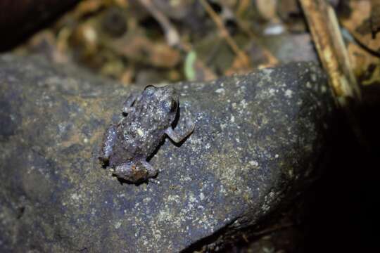 Image of Diasporus anthrax (Lynch 2001)