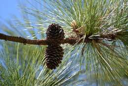 Image of Montezuma Pine