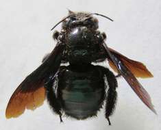 Xylocopa fimbriata Fabricius 1804 resmi