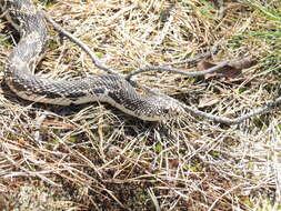 Image of Pituophis melanoleucus melanoleucus (Daudin 1803)