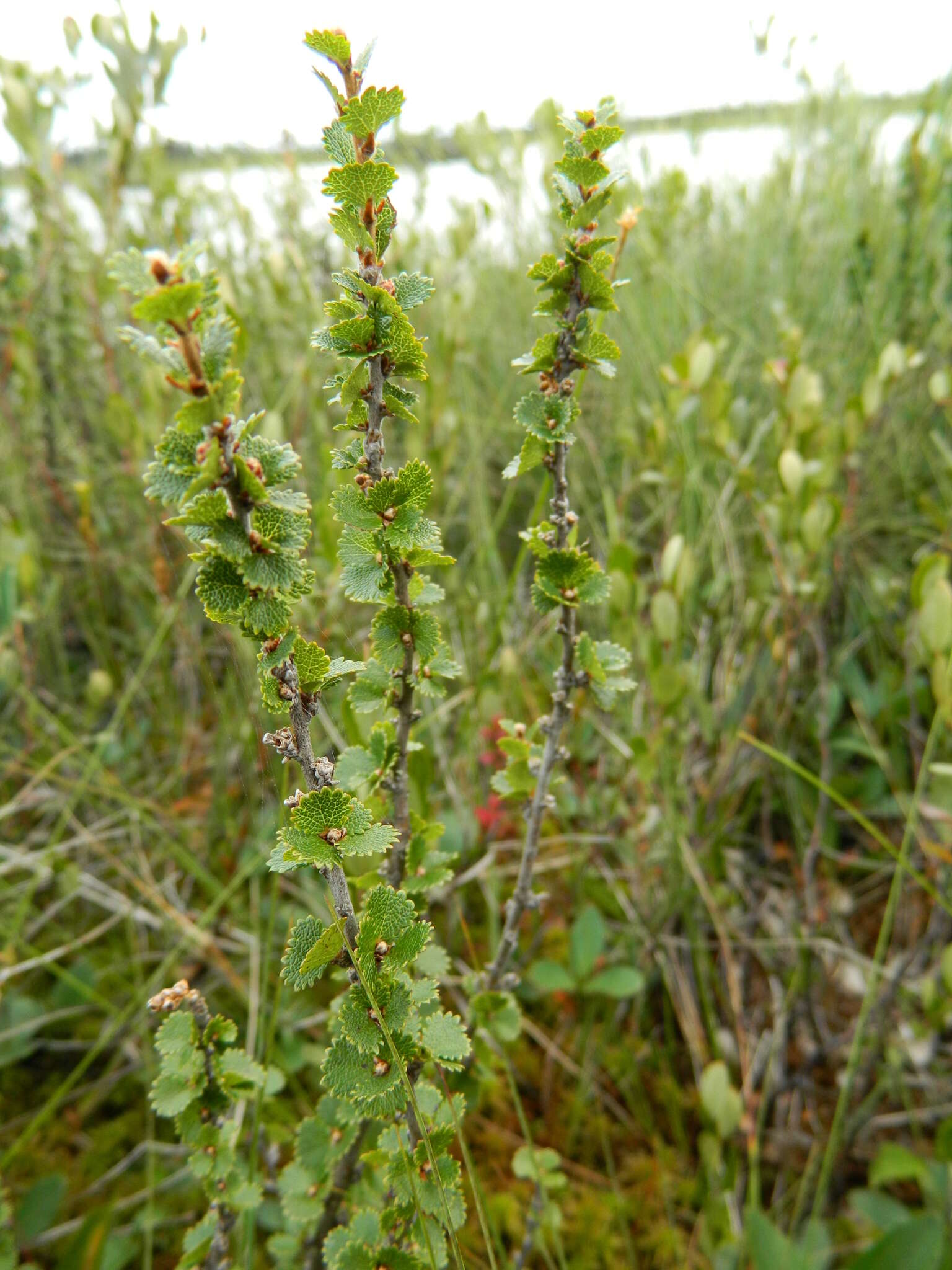 Image of Newfoundland dwarf birch