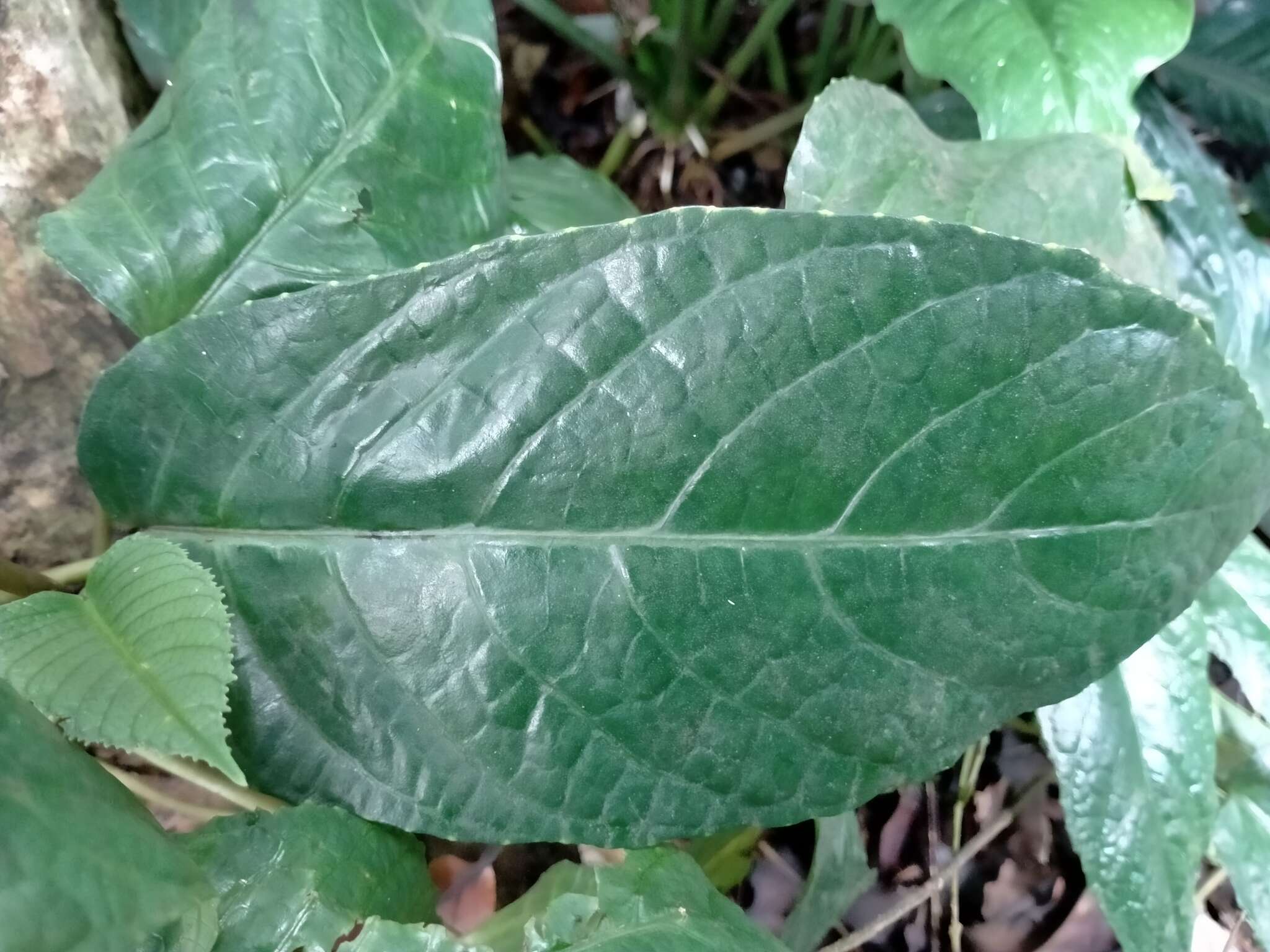 Image of Dorstenia bahiensis Kl.