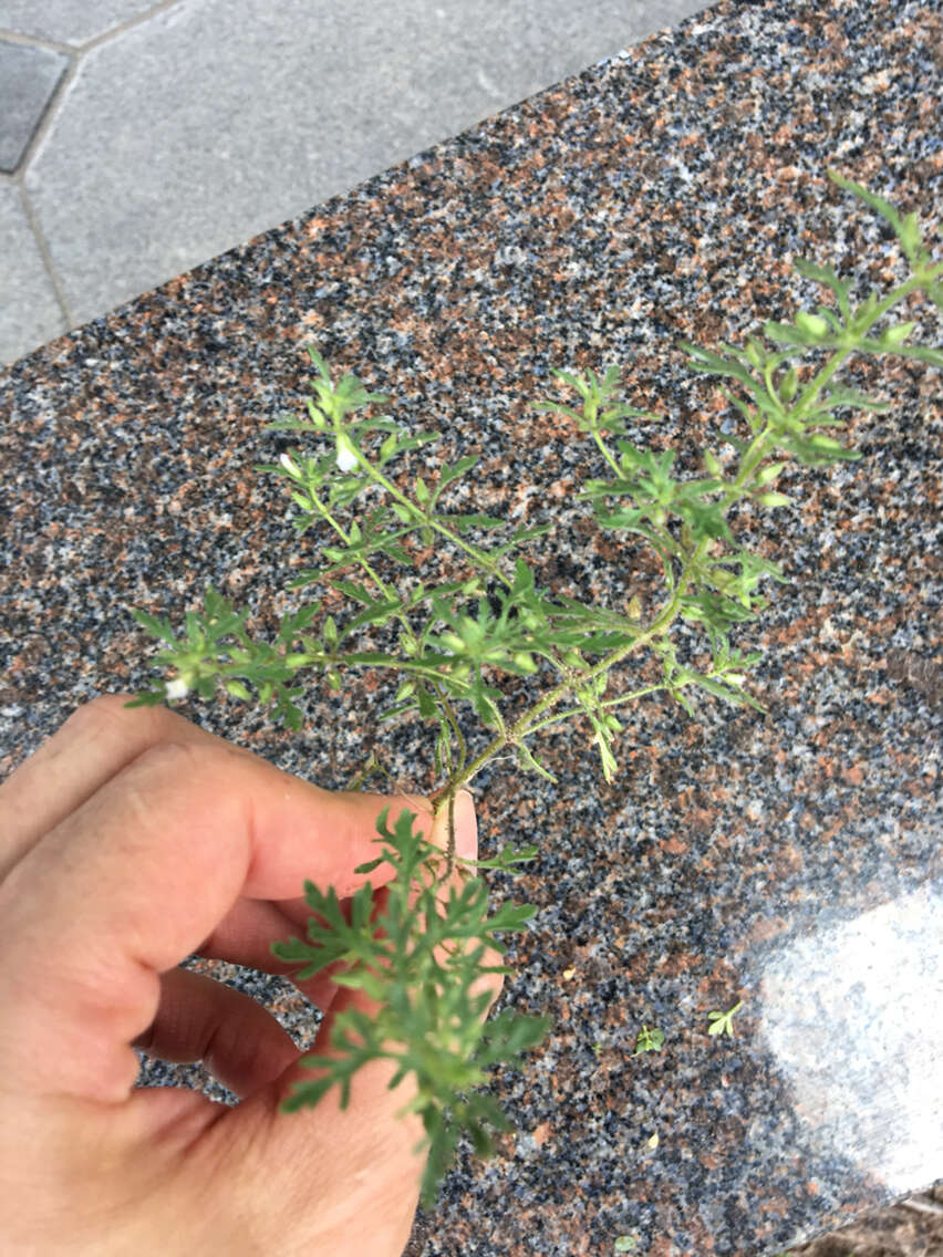 Image of Narrow-Leaf Paleseed