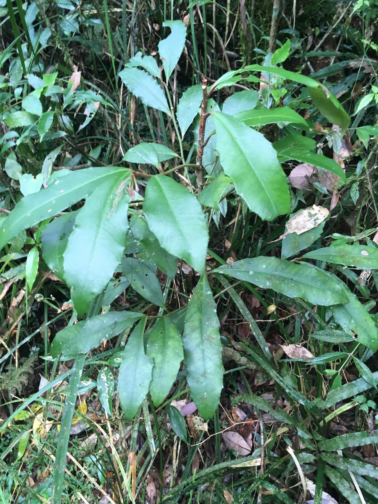 صورة Ardisia cornudentata Mez