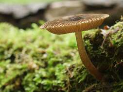 Image of Pluteus umbrosus (Pers.) P. Kumm. 1871