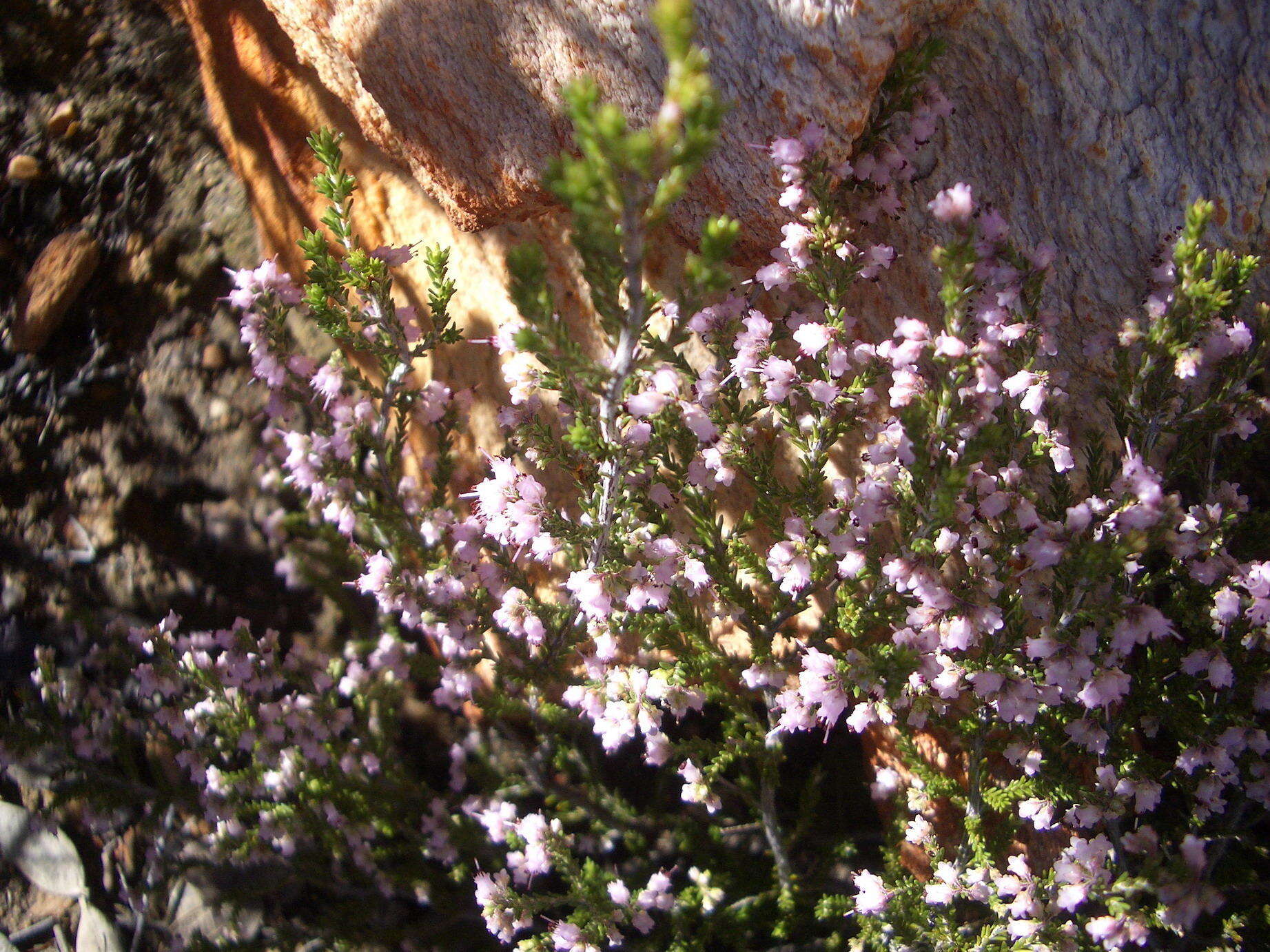 Image of Erica vlokii E. G. H. Oliver