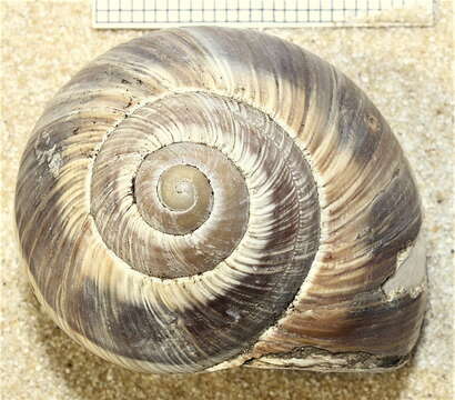 Image of Roman Snail