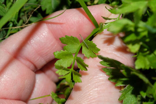 Helosciadium repens (Jacq.) Koch resmi