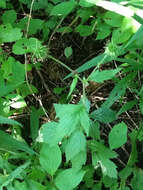 Image of tall hairy agrimony