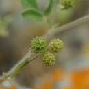 Image of Medicago meyeri Gruner