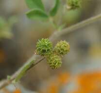 Imagem de Medicago meyeri Gruner