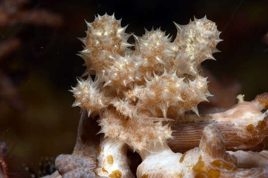 Image of Phyllodesmium koehleri Burghardt, Schrödl & Wägele 2008
