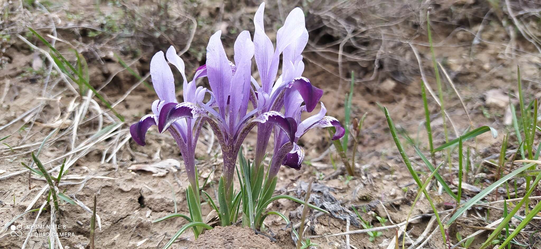 Plancia ëd Iris kolpakowskiana Regel