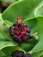 Image of Euphorbia portulacoides L.