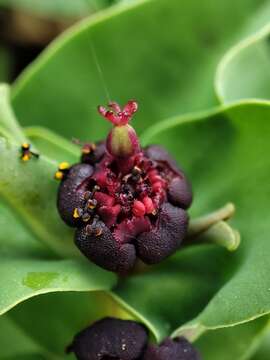 Image of Euphorbia portulacoides L.