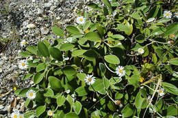 Image of Kaikoura Rock Daisy