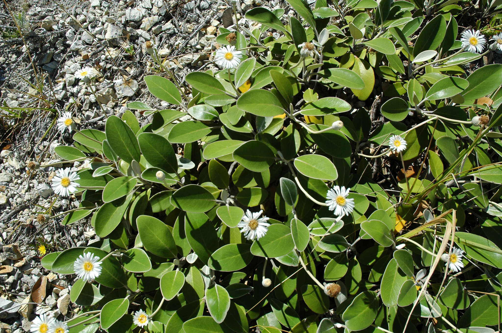 Image of Pachystegia insignis (Hook. fil.) Cheesem.