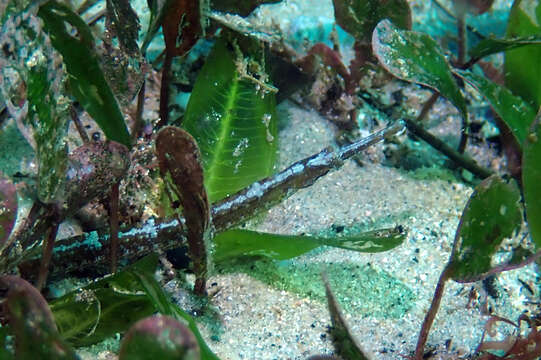 Image of Mother-of-pearl pipefish