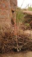 Image of Adromischus umbraticola subsp. umbraticola