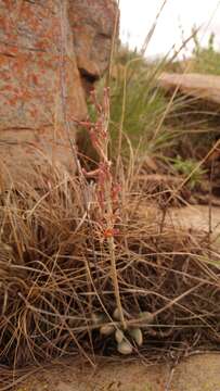 Image of Adromischus umbraticola C. A. Smith