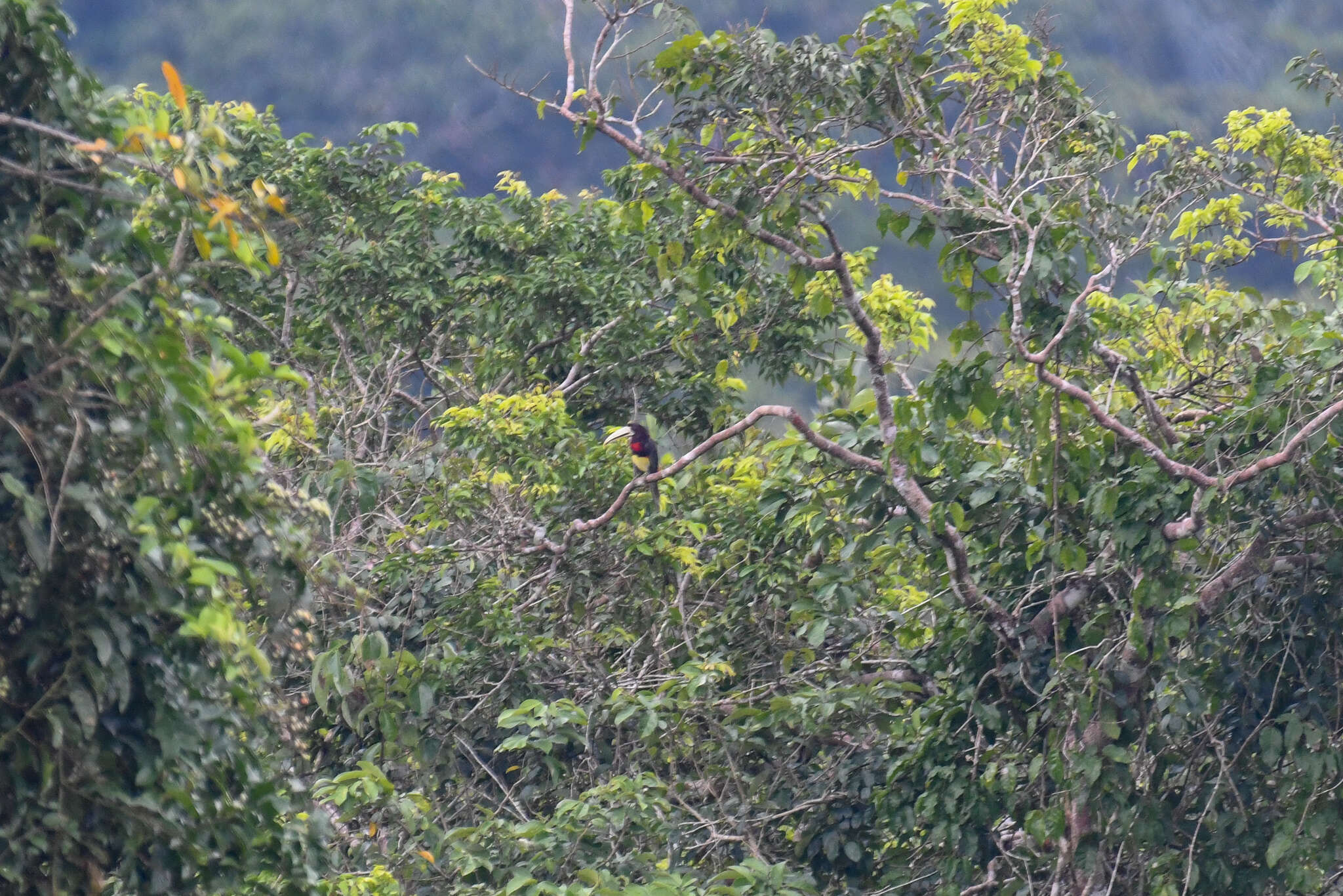 Image of Ivory-billed Aracari