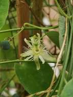 Image of Passiflora menghaiensis