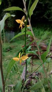 Image of Echeandia mexicana Cruden