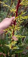 Guzmania diffusa L. B. Sm.的圖片