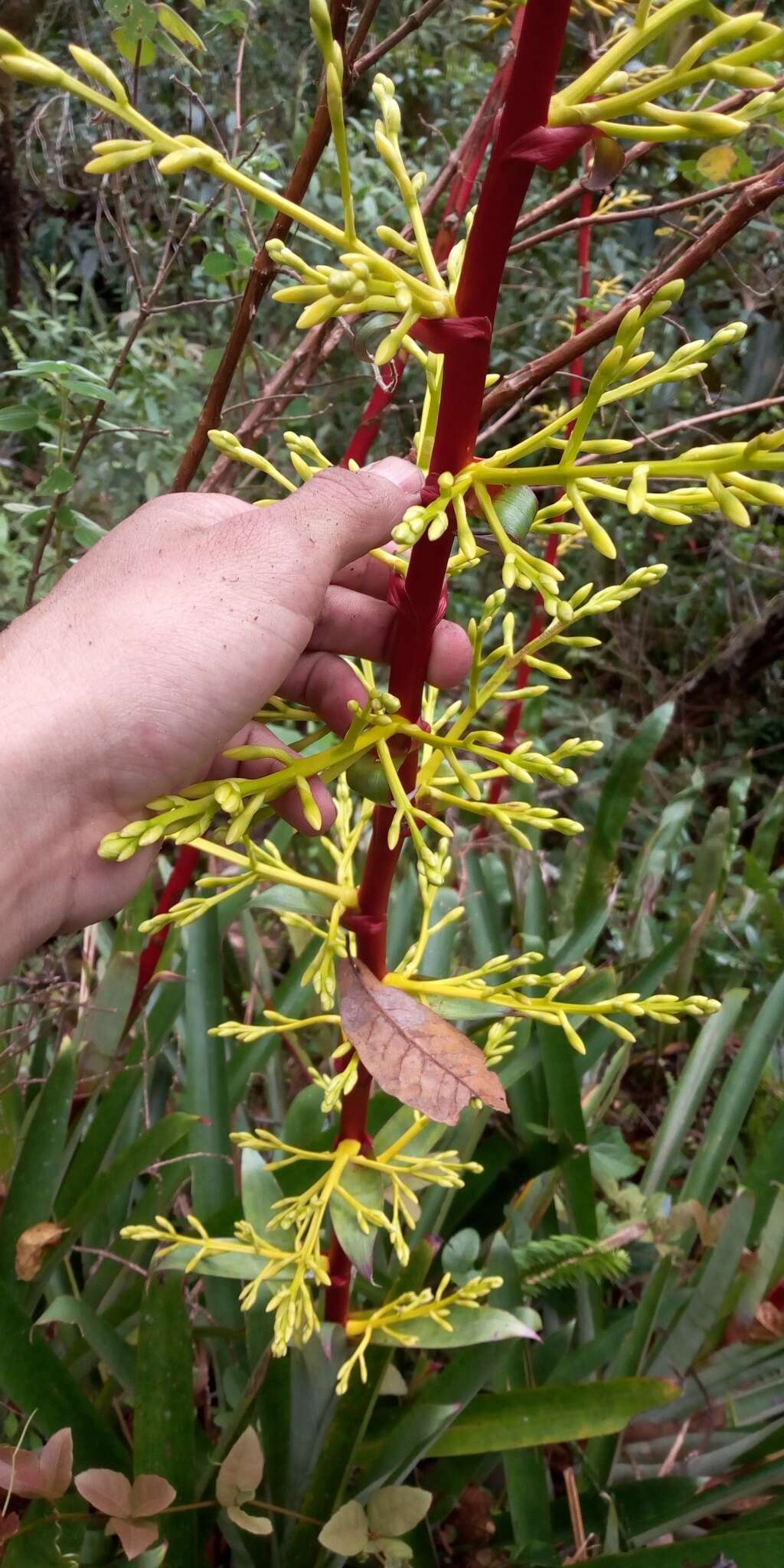 Guzmania diffusa L. B. Sm.的圖片