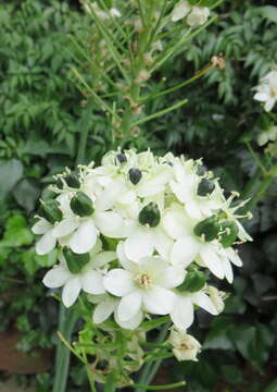 Image of Ornithogalum saundersiae Baker