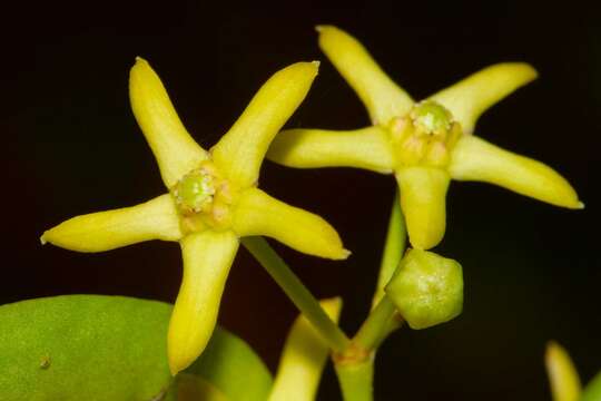 Image de Tylophora biglandulosa (Endl.) F. Müll.