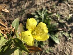 Oenothera stucchii Soldano resmi