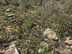 Image of Missouri bladderpod