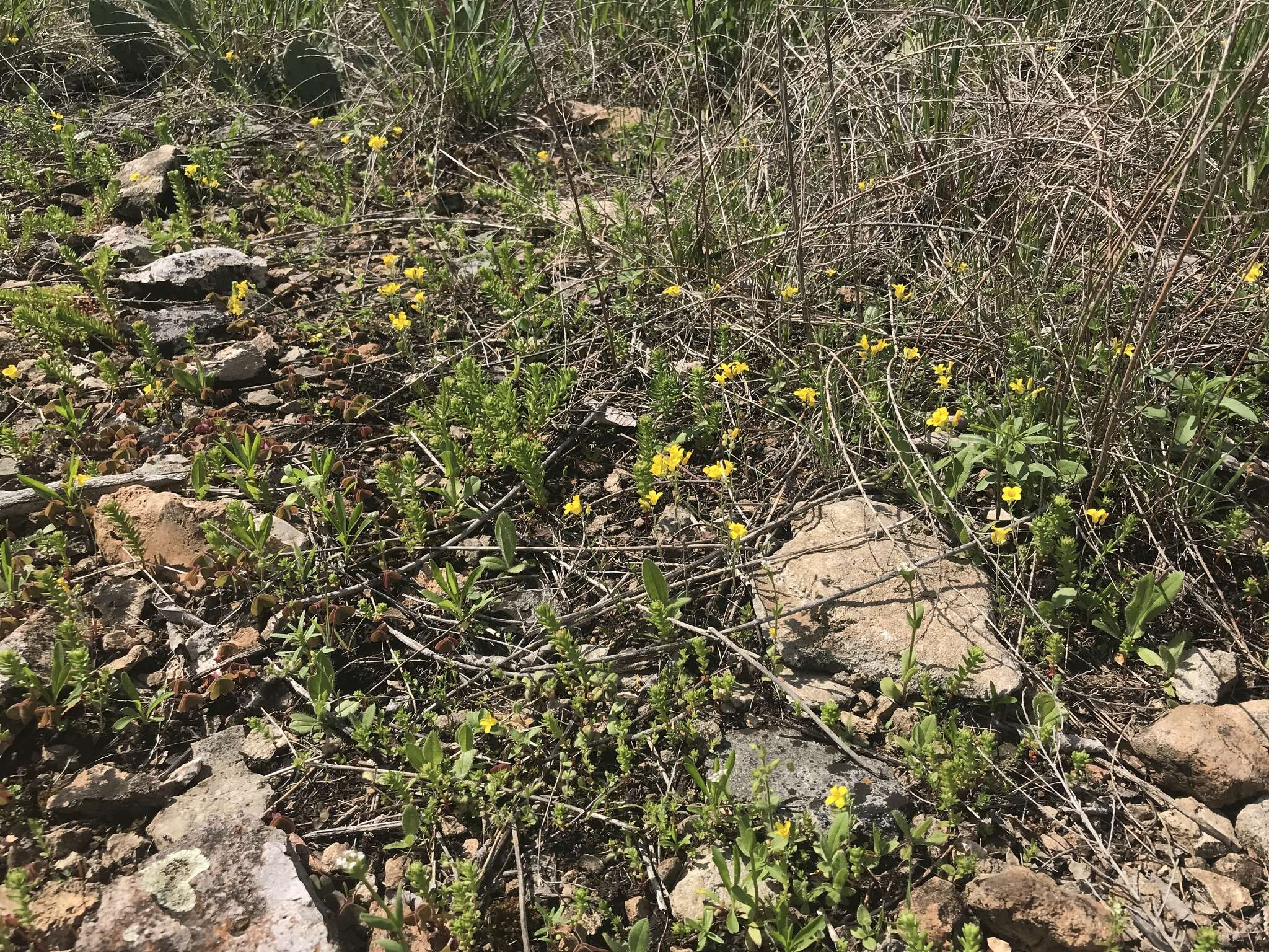 Image of Missouri bladderpod