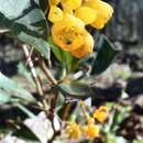 Image of Berberis ruscifolia Lam.