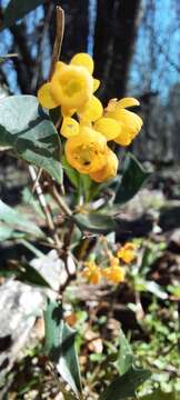 Image of Berberis ruscifolia Lam.