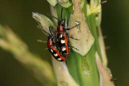 Image of Common asparagus beetle