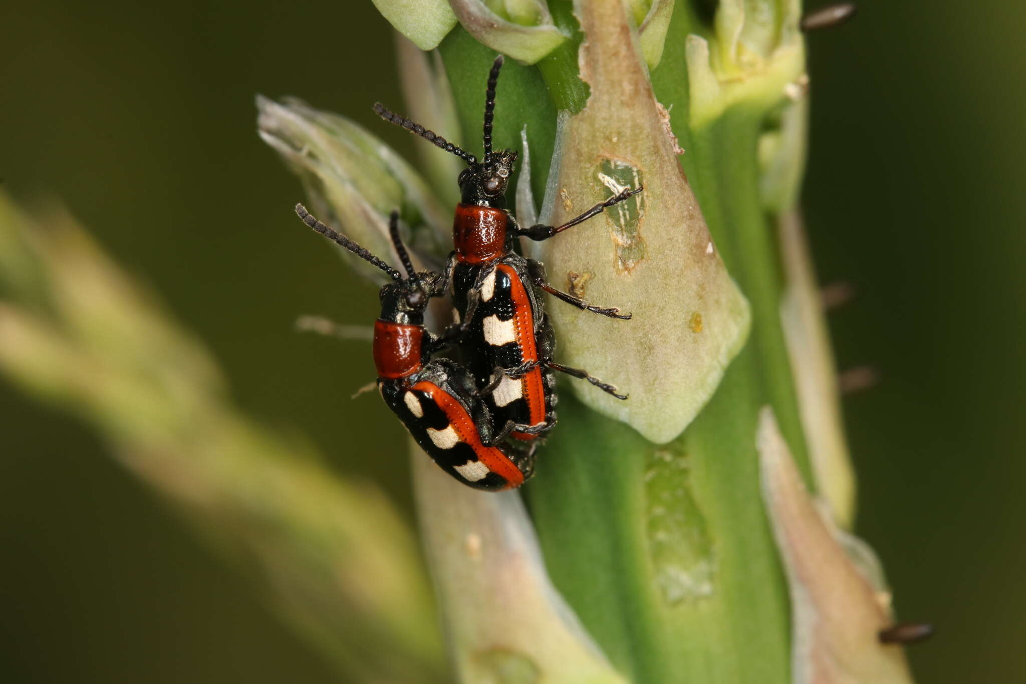 Image of Common asparagus beetle