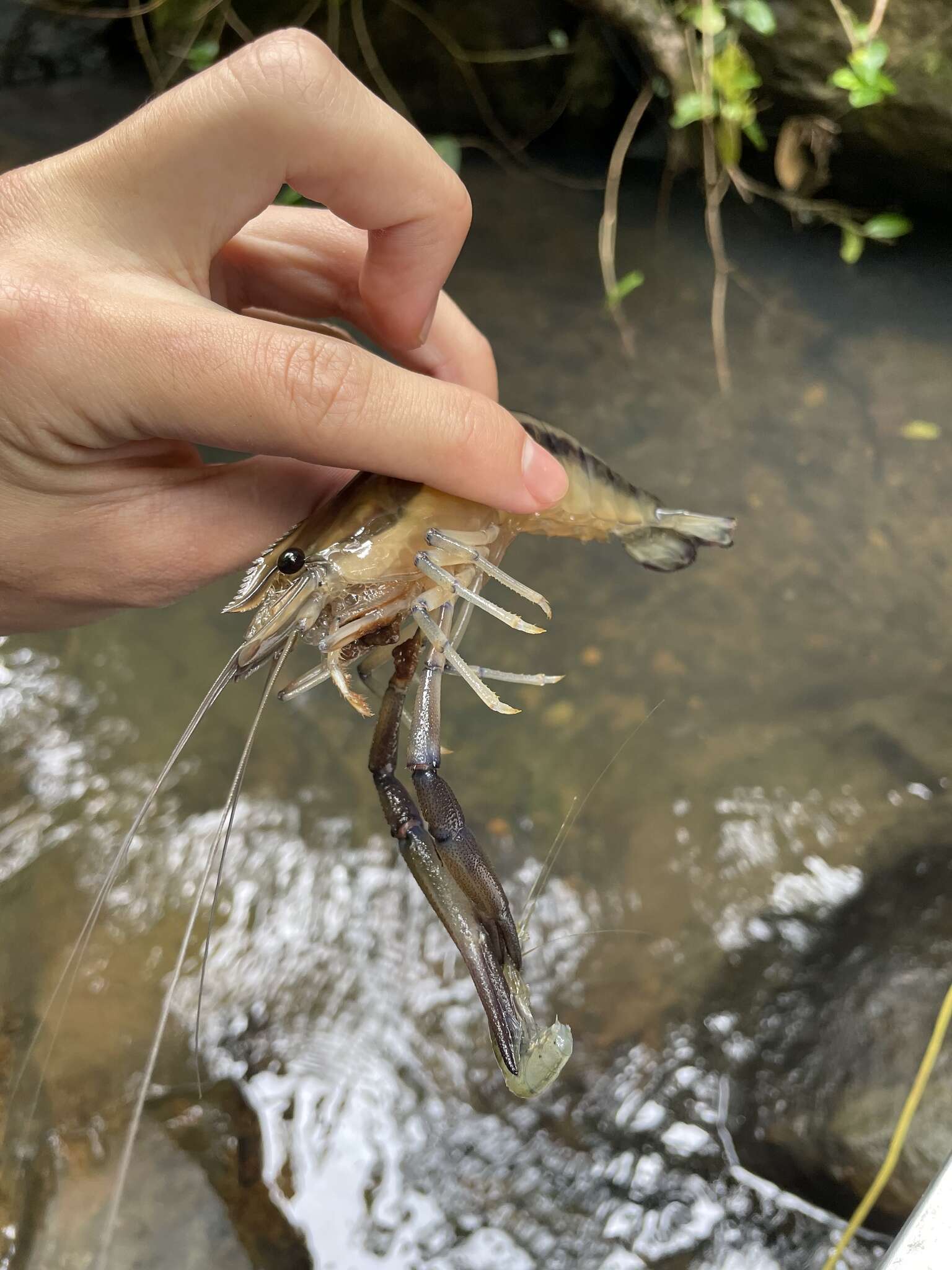 Image of bigclaw river shrimp