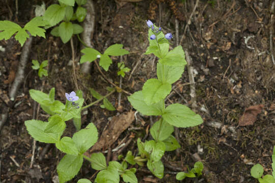 Image of American alpine speedwell