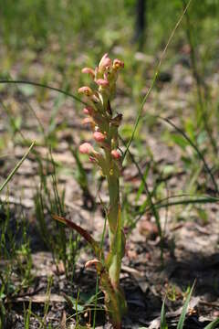 Image of Disa physodes Sw.