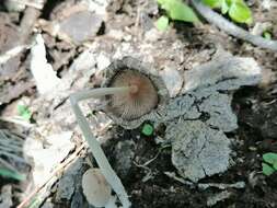 Image of Coprinopsis pseudonivea (Bender & Uljé) Redhead, Vilgalys & Moncalvo 2001