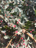 Image of Red Cone Gall Wasp