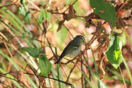 Image of Phylloscopus intensior muleyitensis (Dickinson & Christidis 2014)