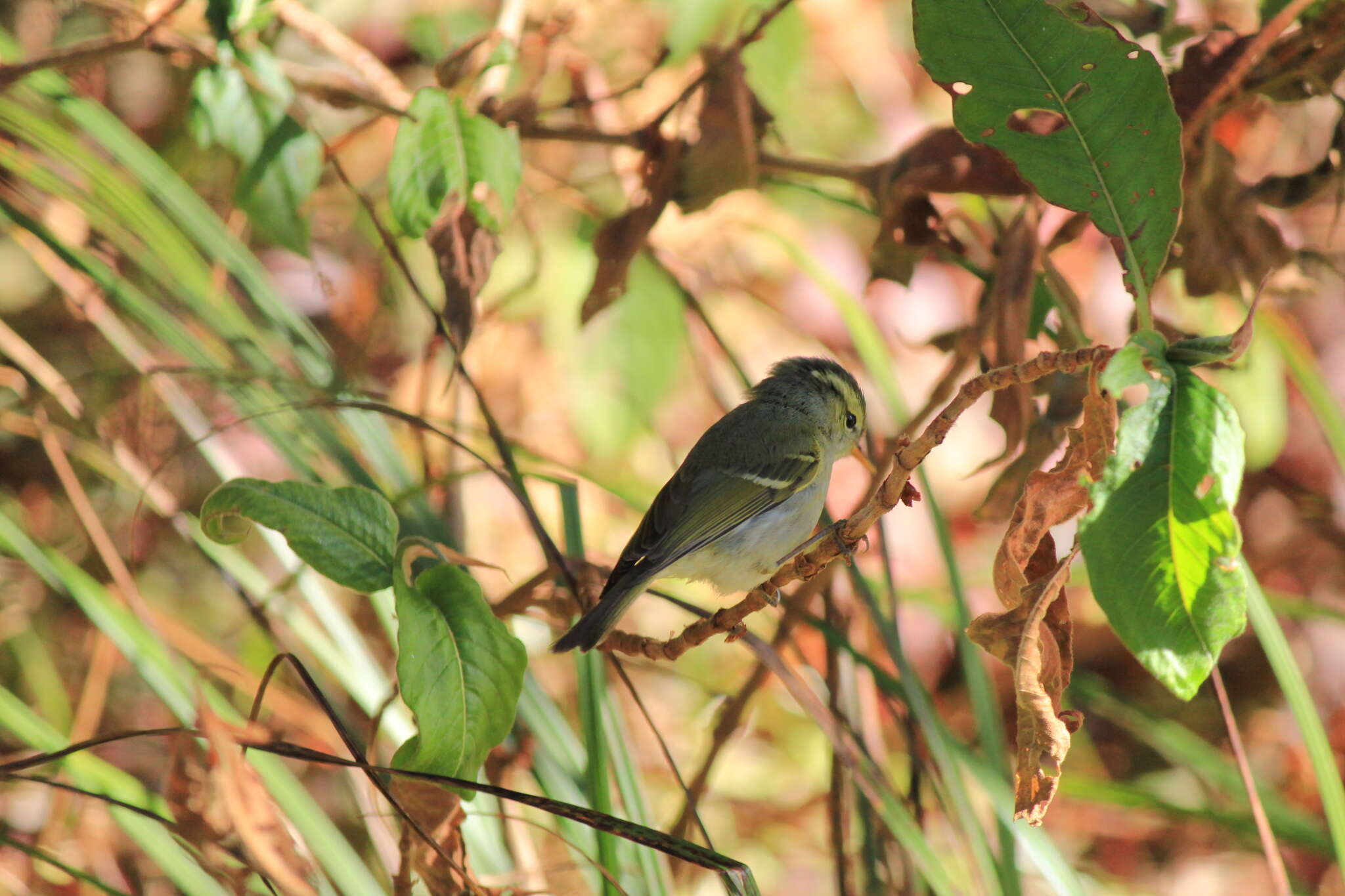 Image of Phylloscopus intensior muleyitensis (Dickinson & Christidis 2014)