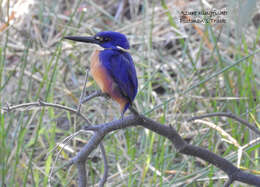 Image of Azure Kingfisher