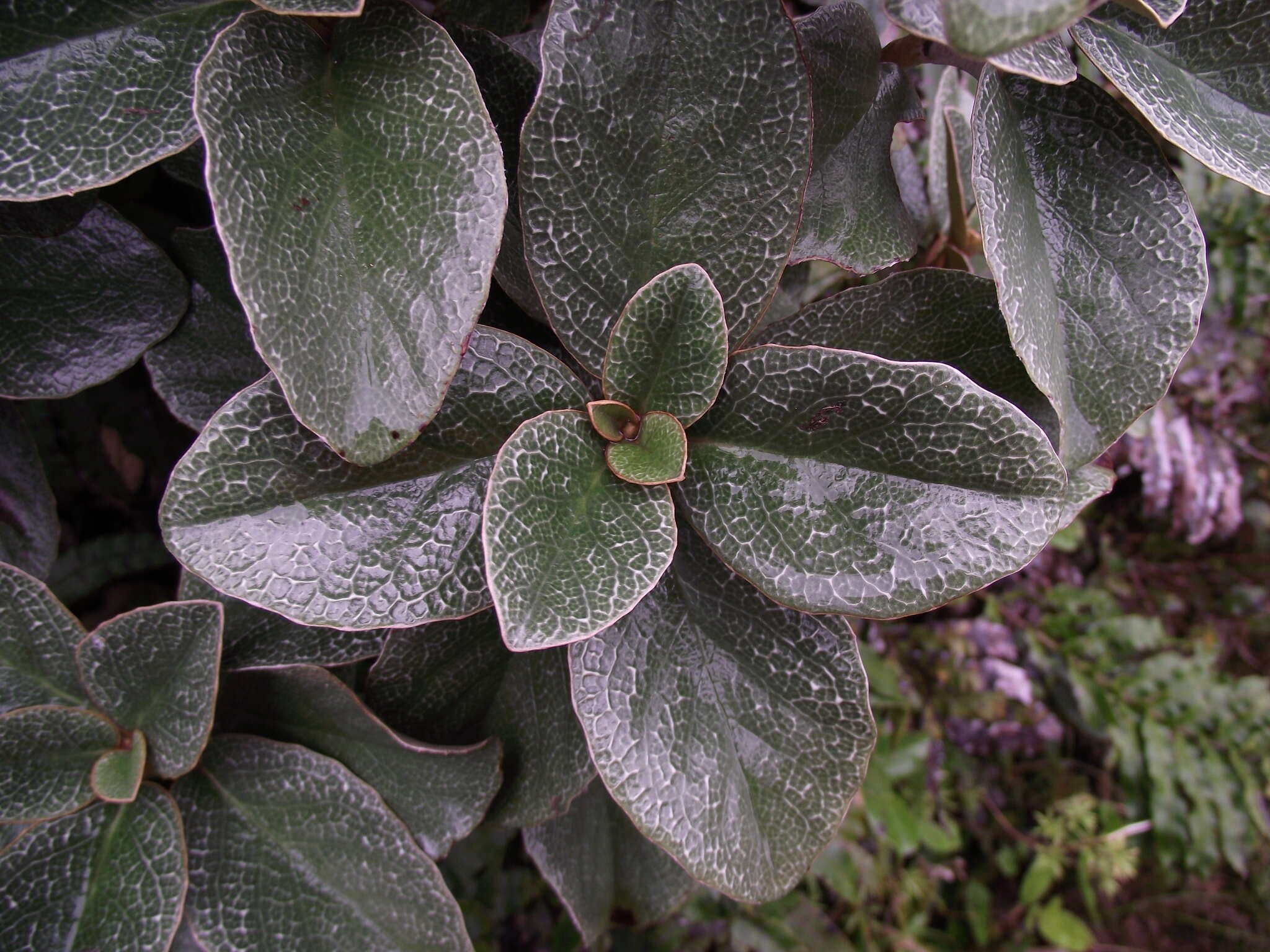 Image of Brachyglottis elaeagnifolia (Hook. fil.) B. Nord.