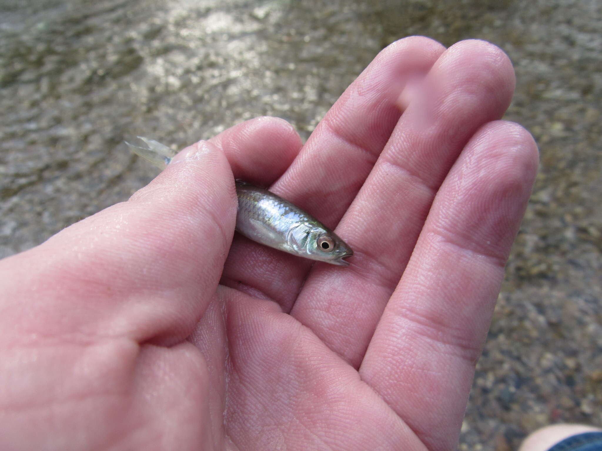 Image of Rosyface Shiner